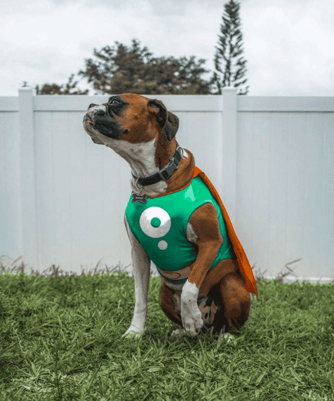 Urlop psacierzyński. Bolt zachęca do adopcji zwierząt, dając pracownikom więcej wolnego