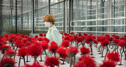 Roślina, której zapach powoduje wydzielanie oksytocyny u ludzi. „Kwiat szczęścia” od dzisiaj w kinach