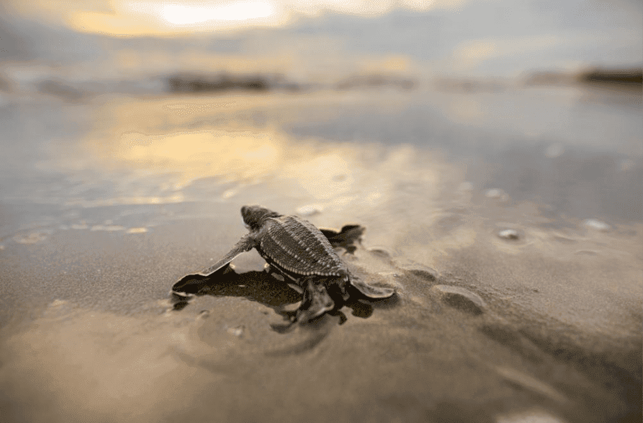 Certina i Sea Turtle Conservancy: współpraca pod znakiem ratowania żółwi morskich