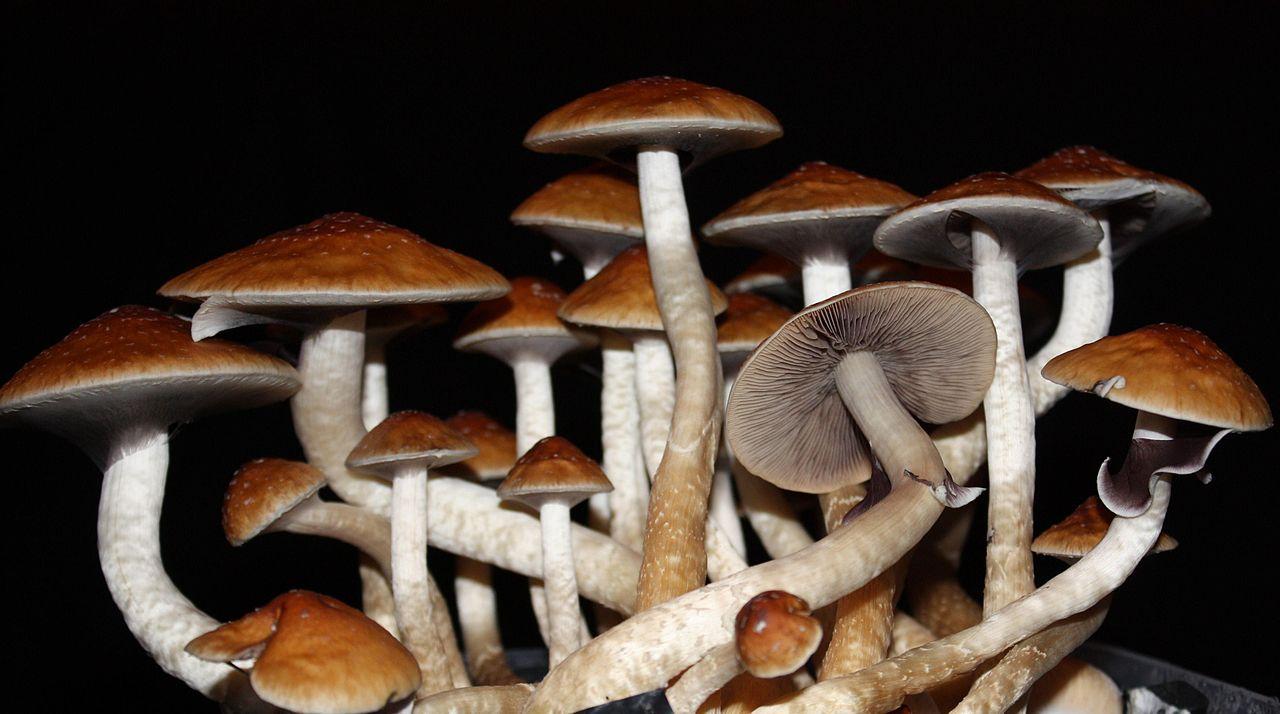 Stosowanie psychodelicznych grzybów w leczeniu depresji od teraz legalne w Kanadzie