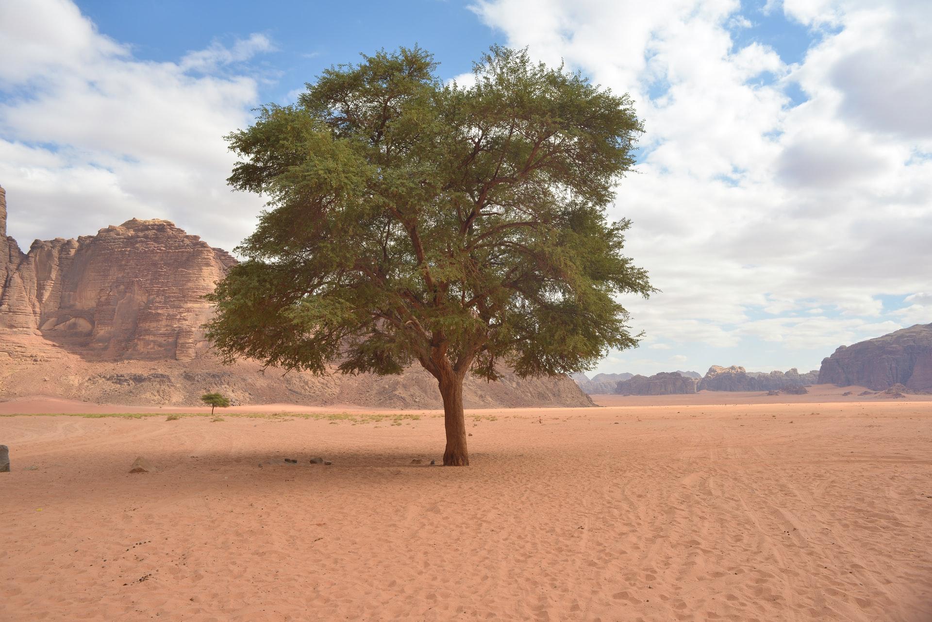 10 miliardów drzew na pustyni, by walczyć z emisją CO2 i zmianami klimatycznymi