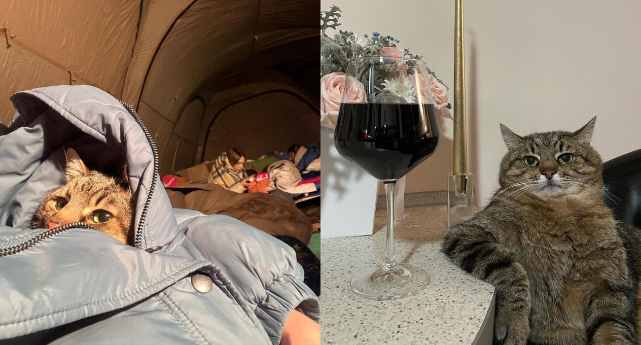 „Wojna zawitała do naszego domu". Koci influencer Stepan i jego właścicielka uciekli z Charkowa