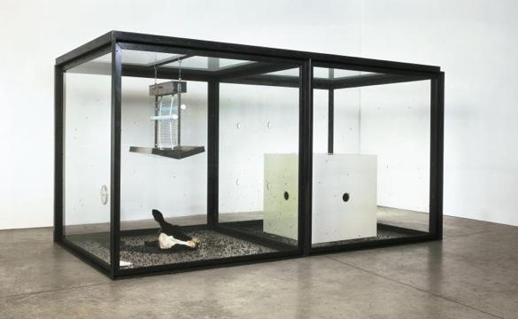 PETA na ratunek... muchom. Kontrowersyjna instalacja usunięta z niemieckiego muzeum