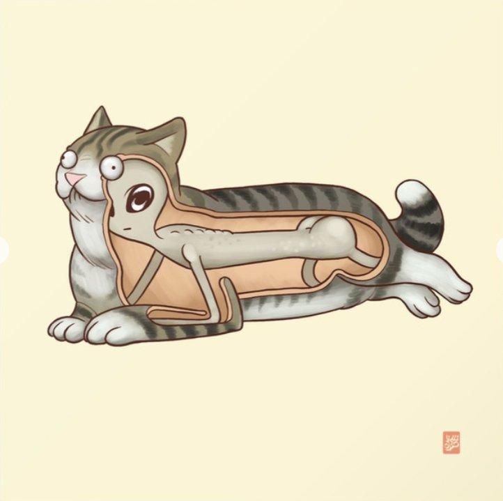 Koty wpisane do polskiej bazy „inwazyjnych gatunków obcych”