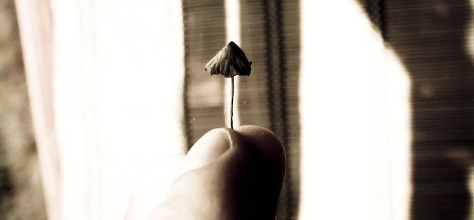 Czy „magiczne grzyby" mogą pomóc w walce z otyłością?