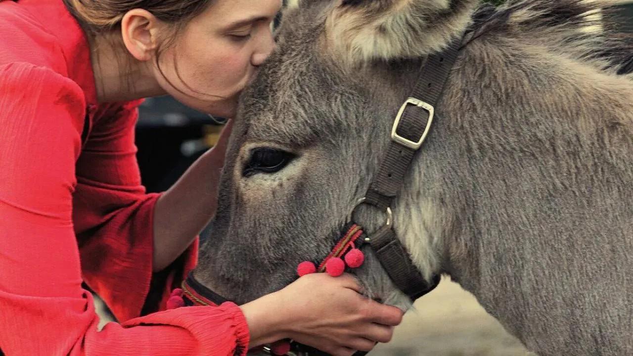 „IO": Cierpienia młodego osiołka i przypadkowe okrucieństwo współczesnego świata [recenzja]