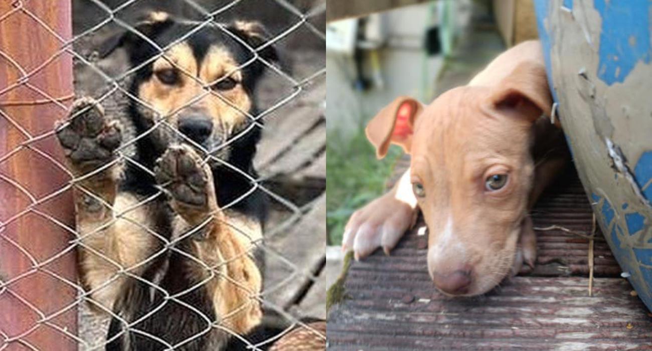 Uratowała setki zwierząt domowych w objętej wojną Ukrainie. Nadal zbiera pieniądze