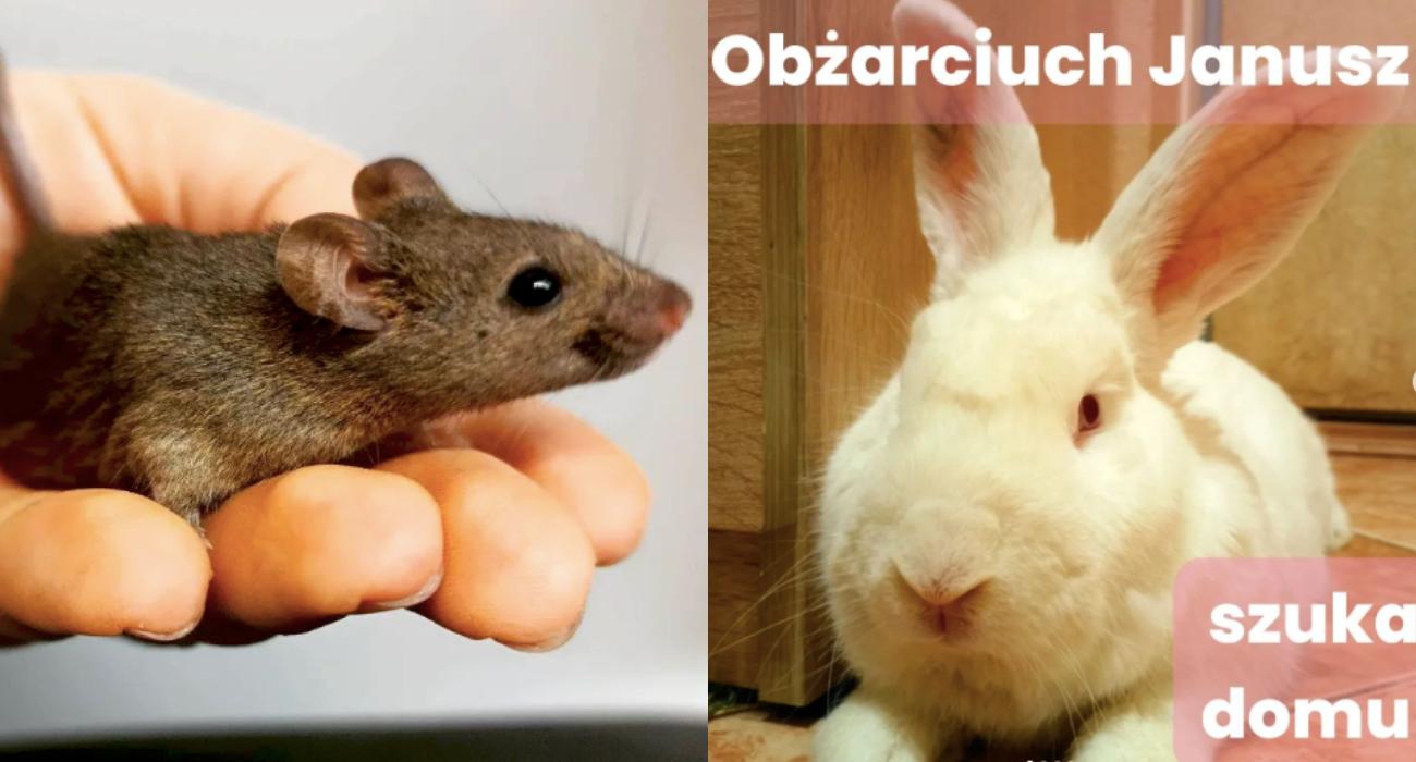 Rozważasz adopcję zwierzęcia? Polska fundacja ratuje setki futrzaków z laboratoriów