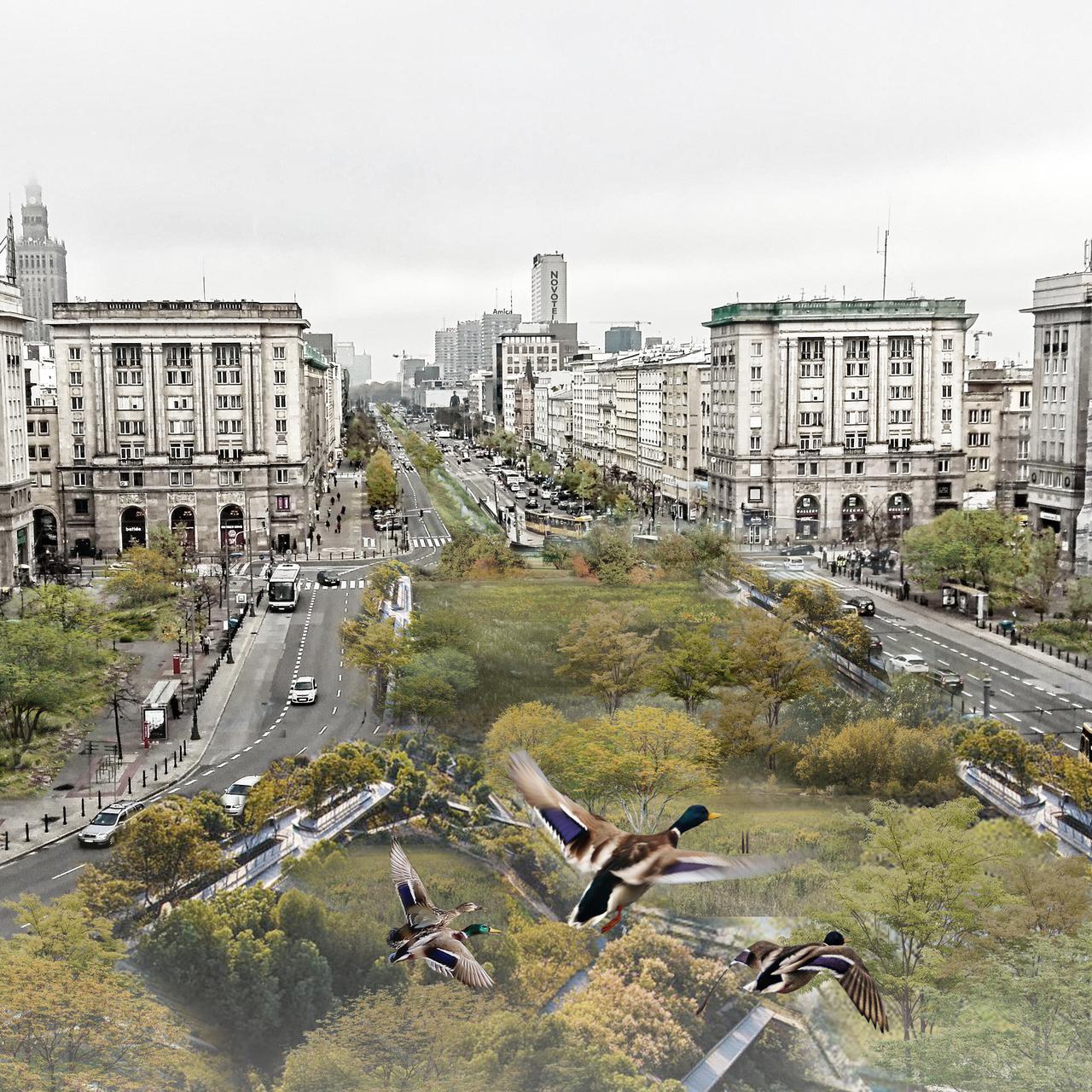 Mokradła w centrum Warszawy. To odpowiedź na wyzwania klimatyczne