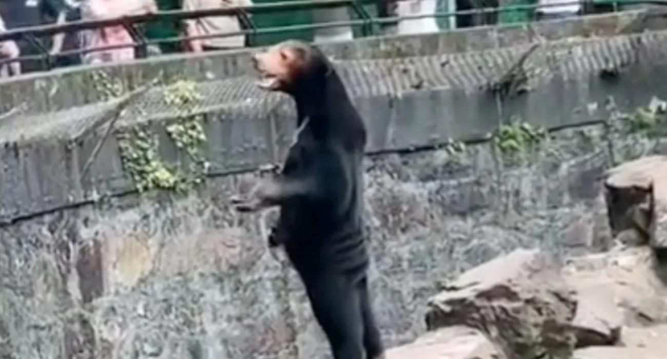 Niedźwiedź czy człowiek w przebraniu? Chińskie ZOO tłumaczy się z viralowego wideo