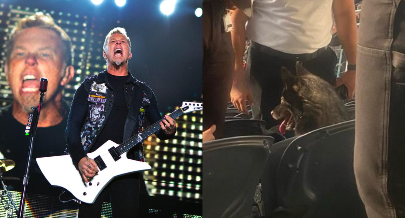 Pies wymknął się na koncert Metalliki. Tak zespół zareagował na czworonożnego fana!