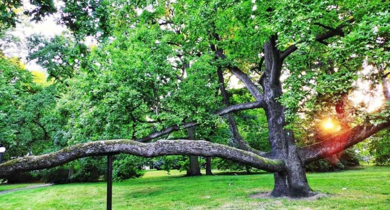 Europejskie Drzewo Roku 2023 – wygrał polski dąb