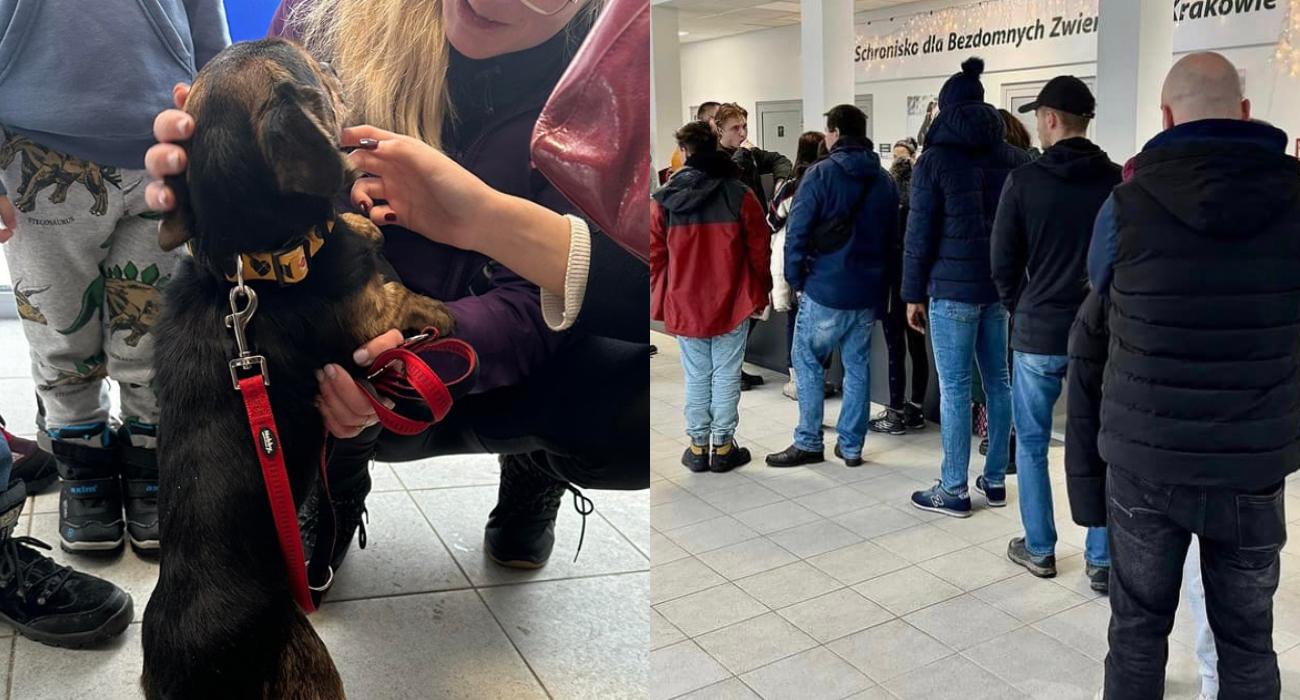 Niezwykła akcja schroniska – ponad 100 psów znalazło domy tymczasowe w dwa dni