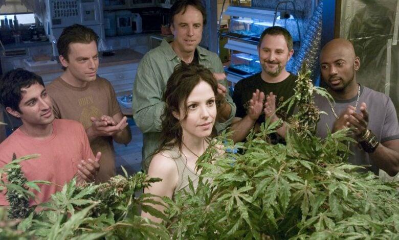 Biznes konopny – pierwszy taki kierunek studiów w Polsce