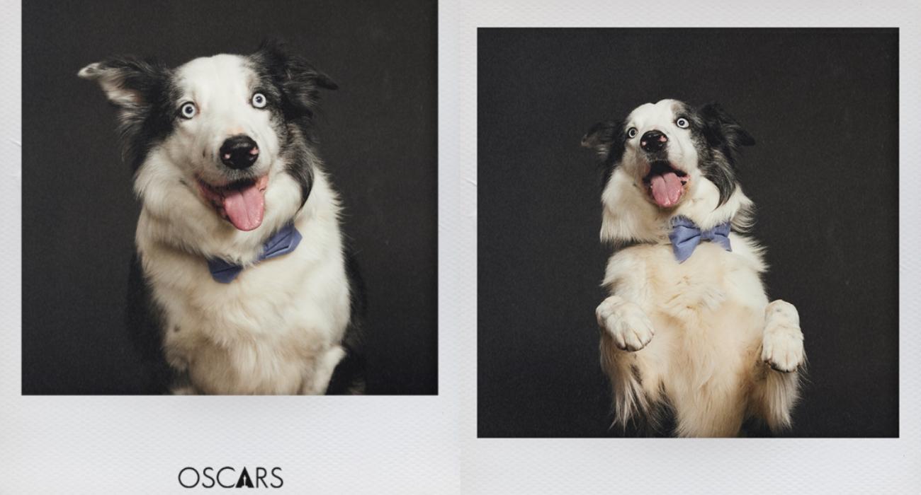 Messi – pies, który zasłużył na Oscara