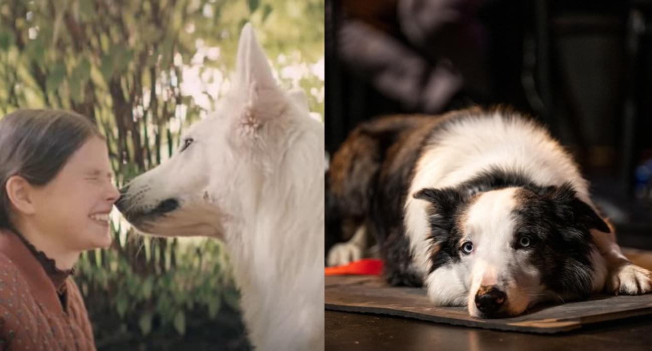 Psy na miarę Cannes – zwierzęta nagrodzone Złotą Palmą