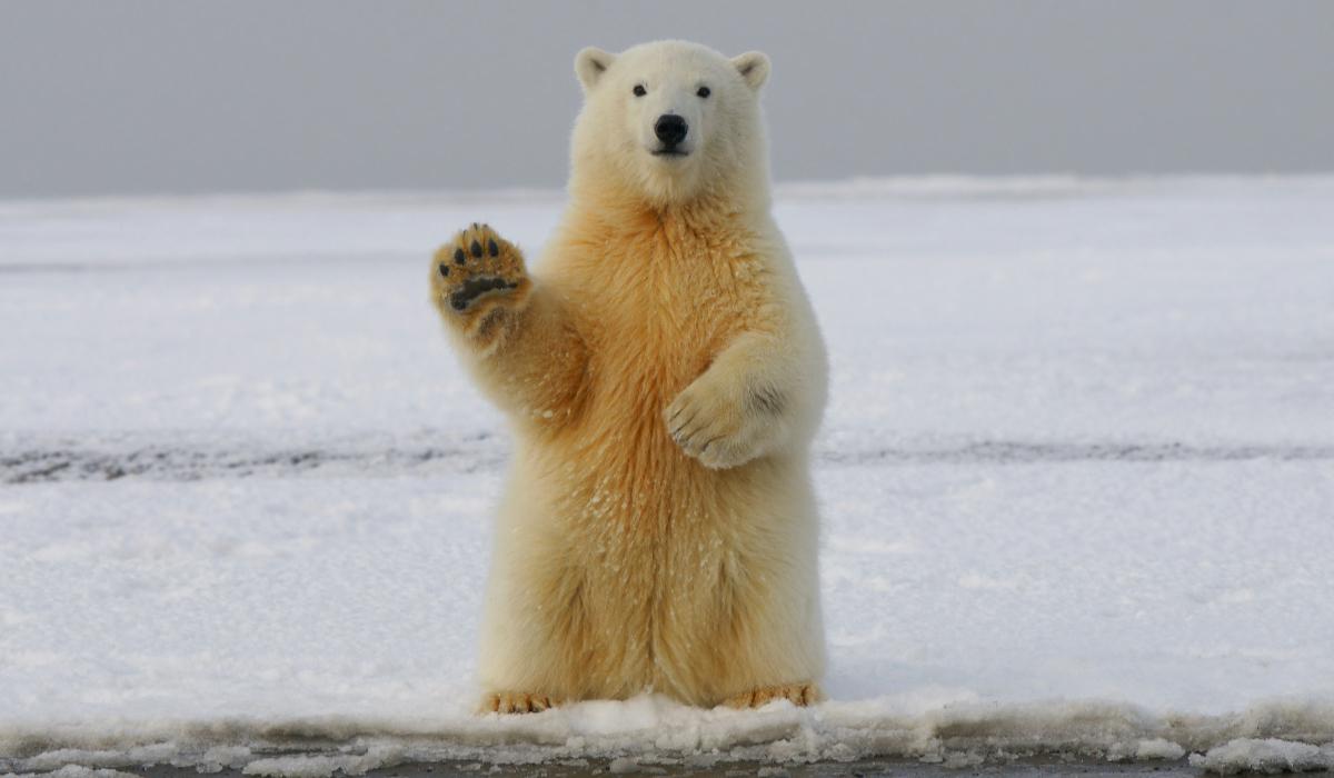 Kawałek Arktyki na sprzedaż. Jest jeden haczyk