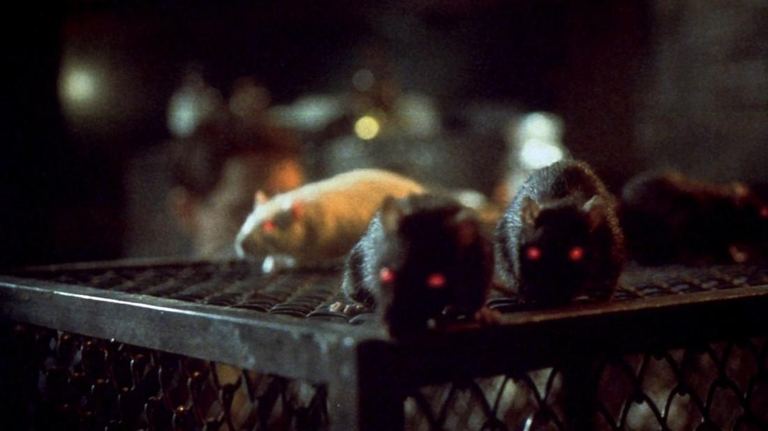 Coraz więcej szczurów w Warszawie – od trzech do pięciu na mieszkańca stolicy