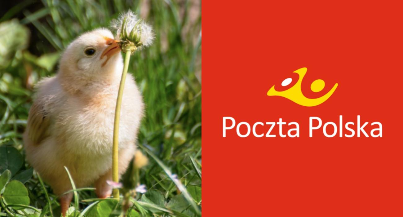 Poczta Polska wznawia wysyłkę żywych zwierząt – w sieci burza. „Średniowiecze”
