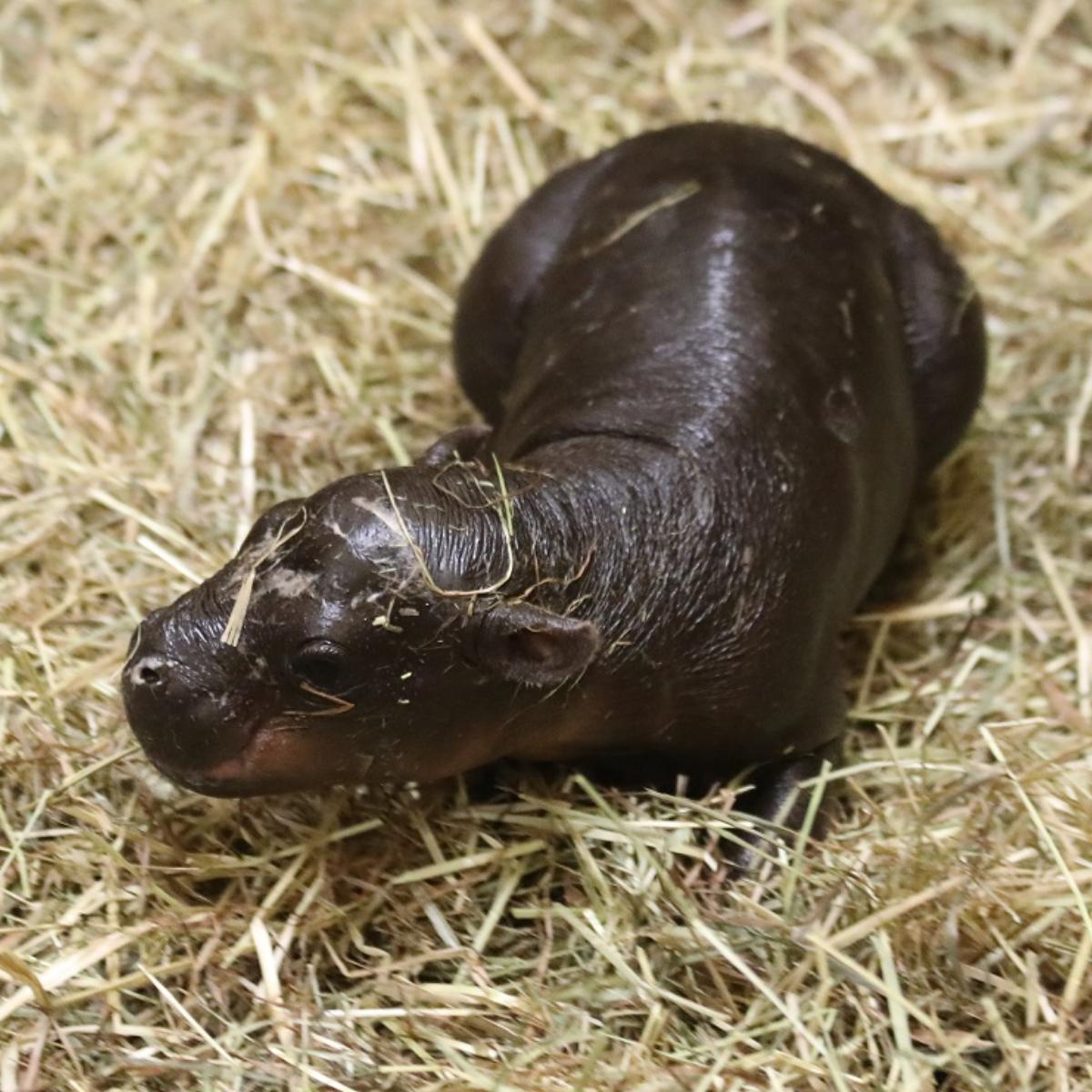 Moo Deng ma konkurencję! W ZOO w Edynburgu urodziła się hipopotamka Haggis