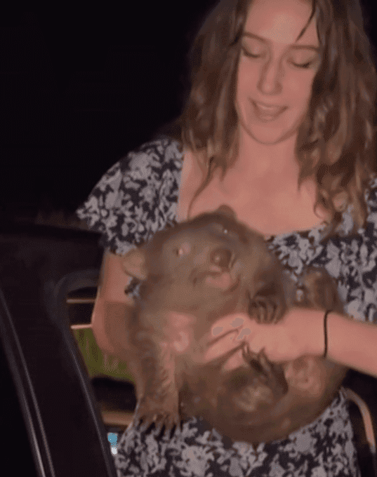 Influencerka zabrała młodego wombata od matki. Skandal w Australii [WIDEO]