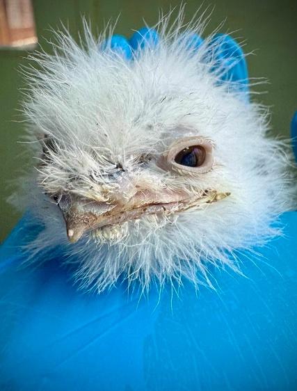 Polska potrawa w amerykańskim ZOO – ptak otrzymał zadziwiające imię