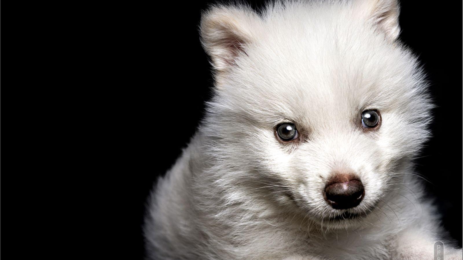 Wymarły 10 000 lat temu gatunek wilka został przywrócony do życia