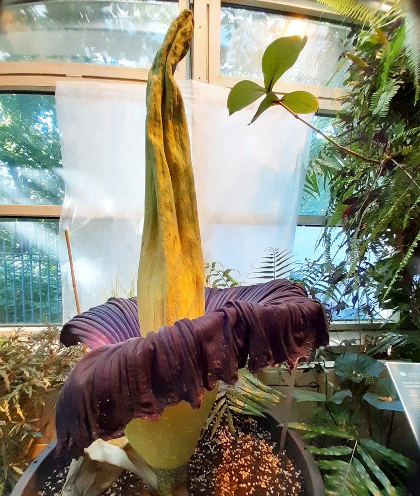 W Warszawie zakwitło dziwidło olbrzymie – jest piękne i śmierdzi