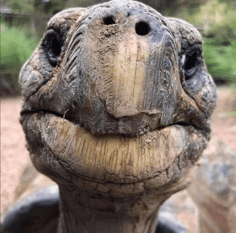 Oto Jonathan – najstarsze zwierzę lądowe na Ziemi