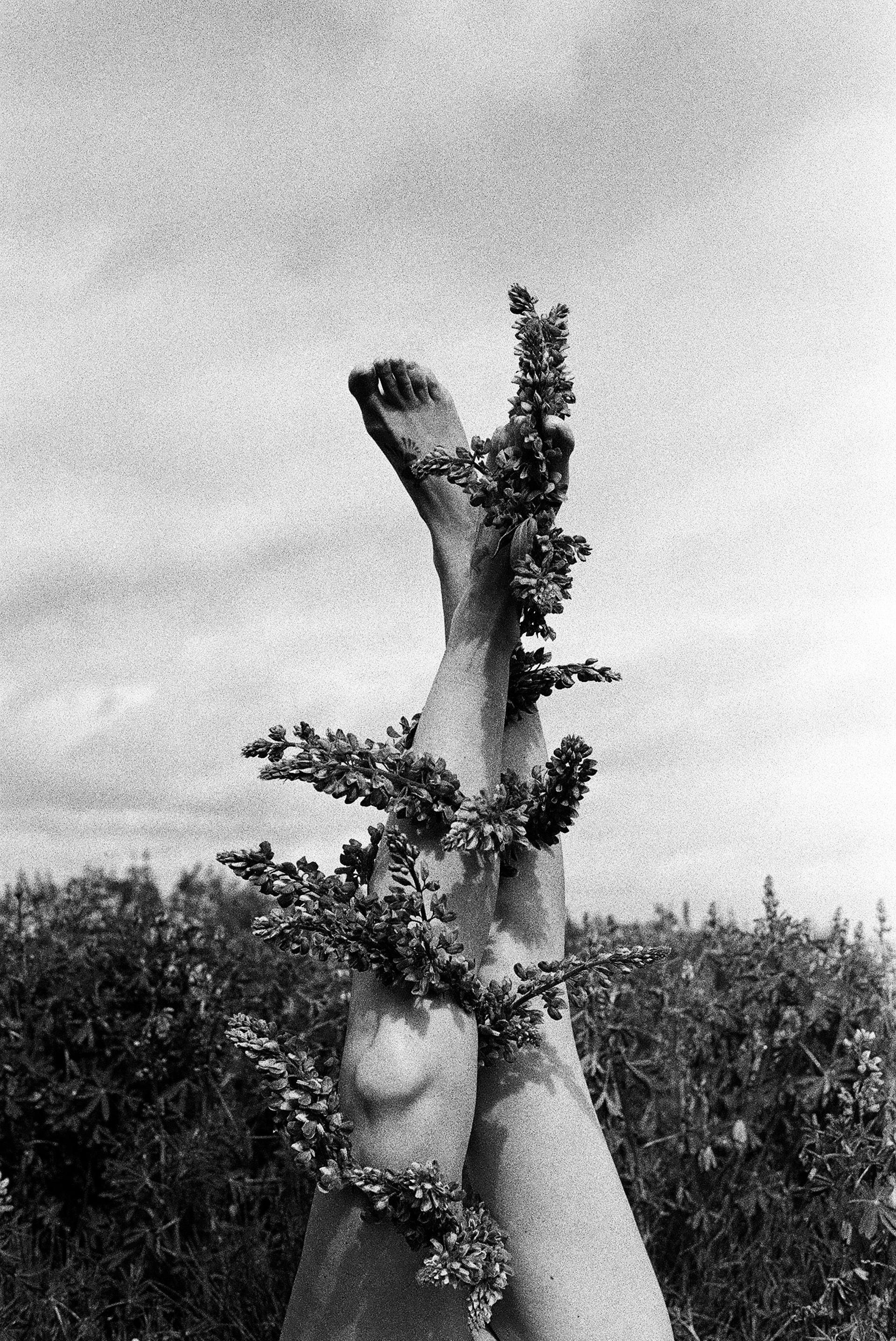 Lupine @roedeeranazarucka