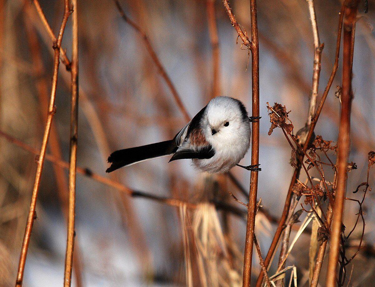 Wybrano ptaka roku 2025. Jest mały i puszysty
