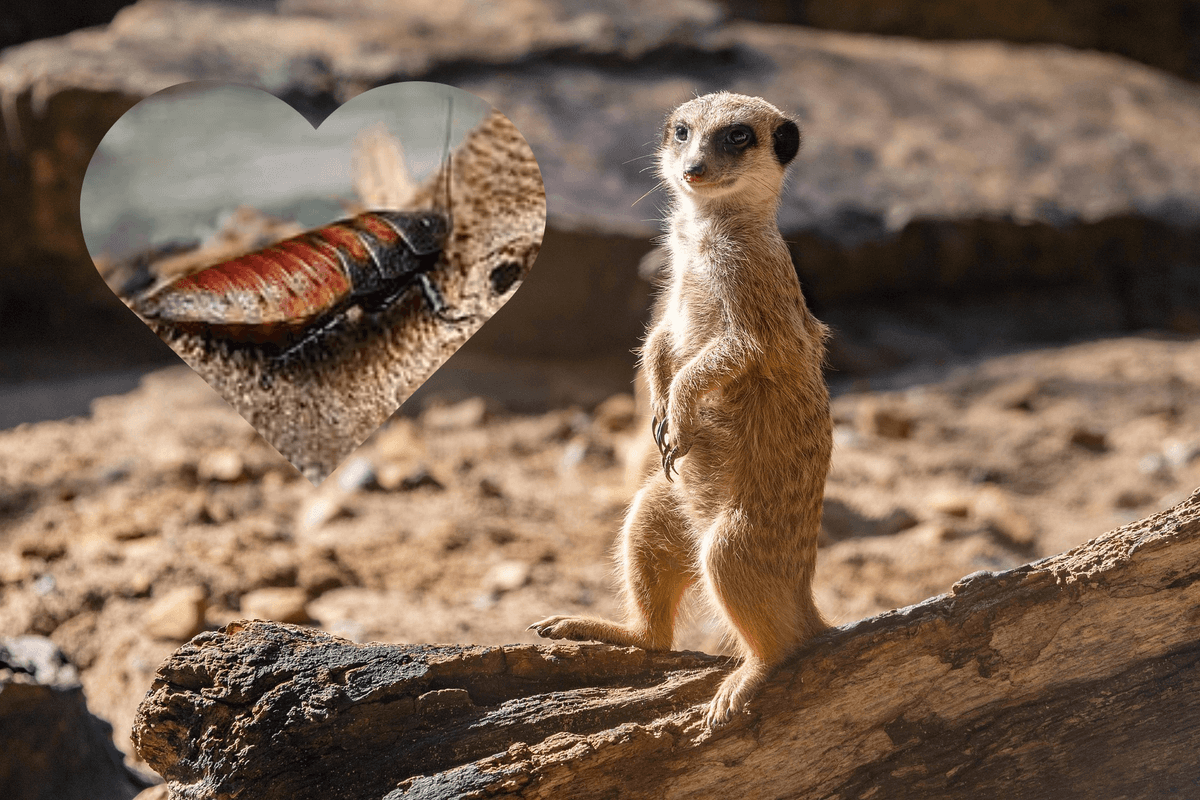 Nazwij robala imieniem eks i patrz, jak pożera go zwierzę – niecodzienna oferta łódzkiego zoo