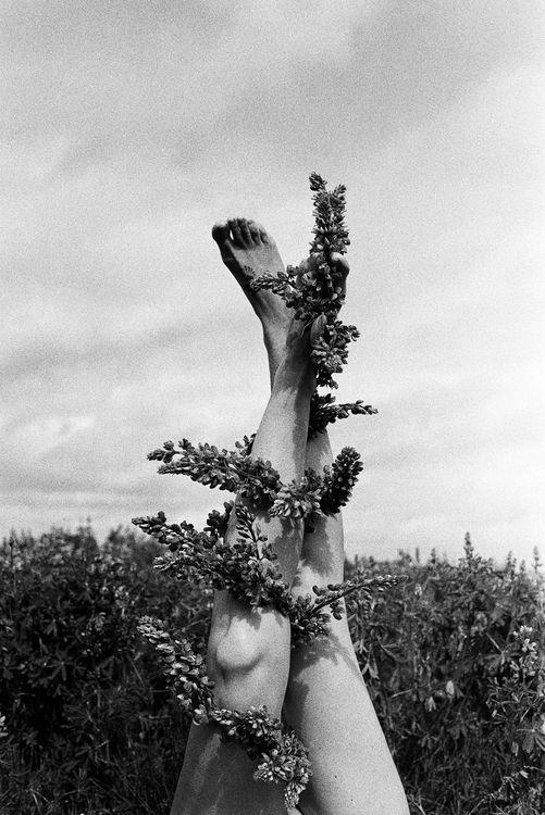 Lupine @roedeeranazarucka