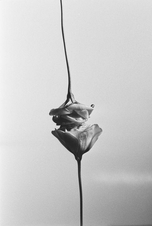 Eustoma @roedeeranazarucka