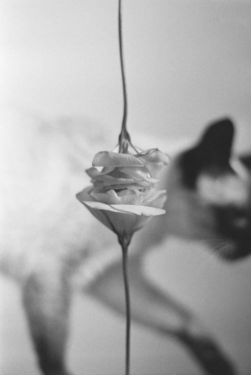 Eustoma @roedeeranazarucka