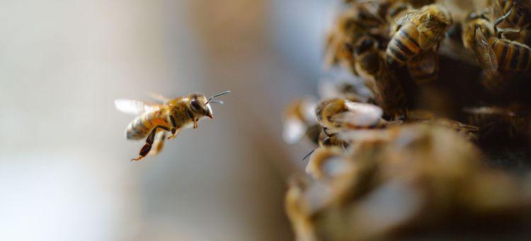 Najważniejszy gatunek na ziemi. Nie, to nie homo sapiens