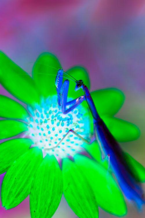 Modliszka na kwiatku