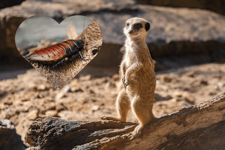 Nazwij robala imieniem eks i patrz, jak pożera go zwierzę – niecodzienna oferta łódzkiego zoo