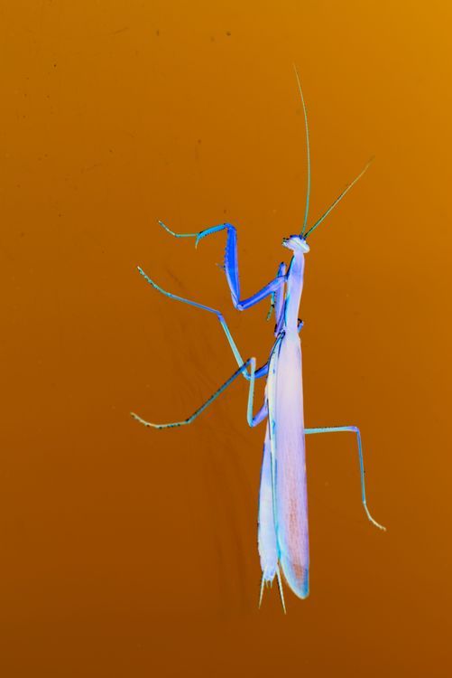 Odwrócona modliszka