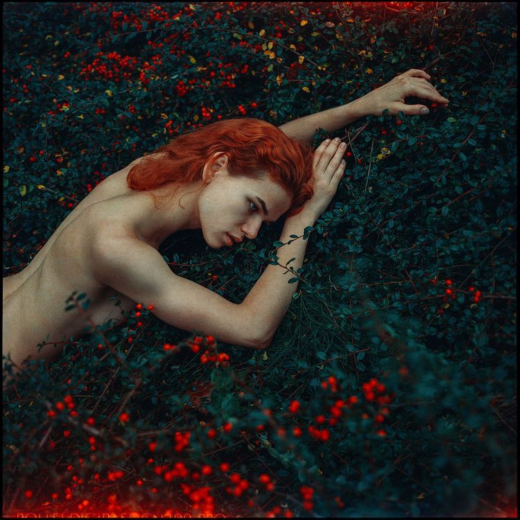 Cotoneaster horizontalis