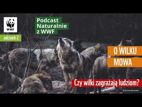 Miniatura wideo YouTube