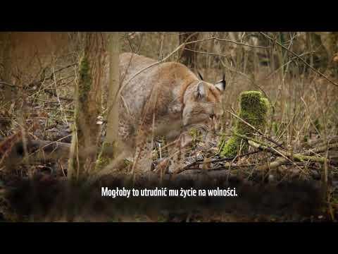 Miniatura wideo YouTube