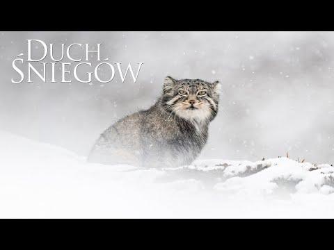 Miniatura wideo YouTube