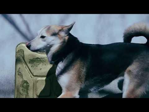 Miniatura wideo YouTube