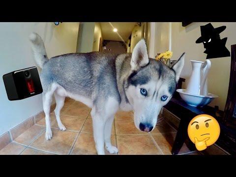 Miniatura wideo YouTube