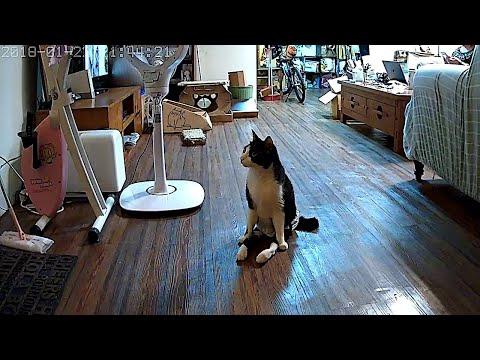 Miniatura wideo YouTube