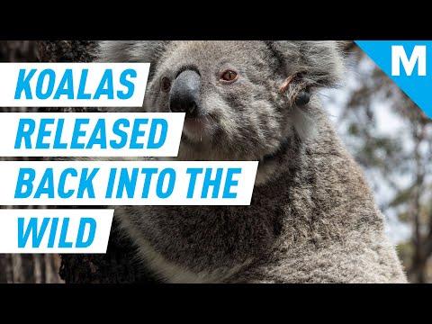 Miniatura wideo YouTube