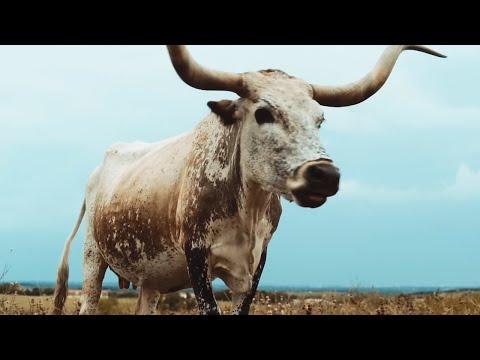 Miniatura wideo YouTube