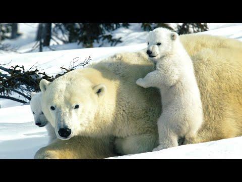 Miniatura wideo YouTube