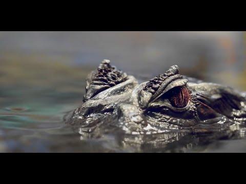 Miniatura wideo YouTube